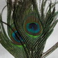 Peacock eyes md. 2��